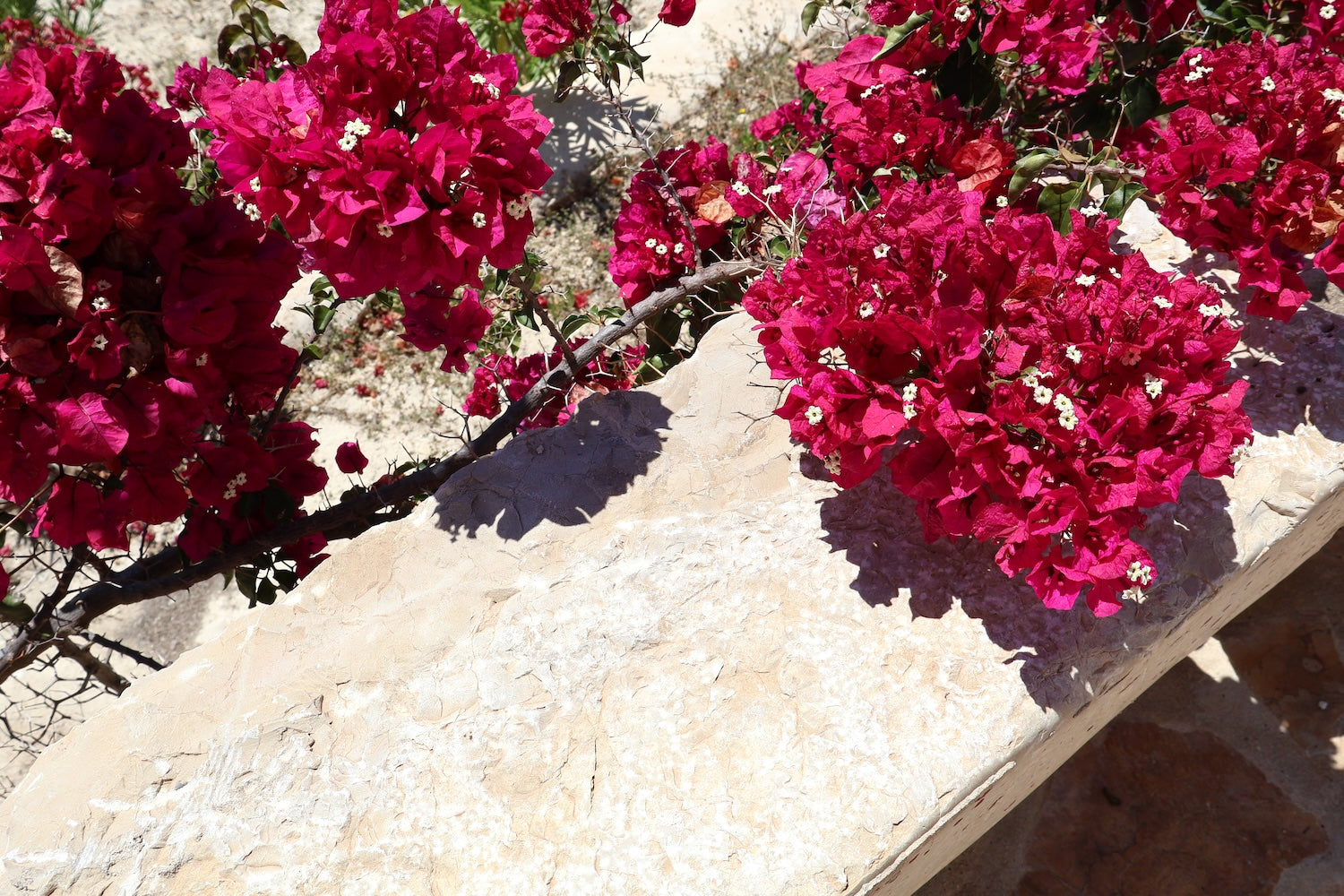 Foto van roze bloemen in Spanje